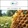 Sala Honey perfume oil 10 ml
