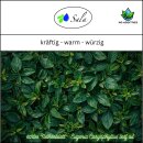 Sala Clove Leaf aroma essential oil 100% pure 1 L 1000 ml glass bottle