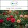 Sala Rose Hydrolate organic 100 ml glass bottle