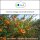Sala Sea Buckthorn Kernel Oil cold pressed organic 10 ml