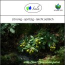 Sala Litsea Cubeba essential oil 100% pure 500 ml glass bottle